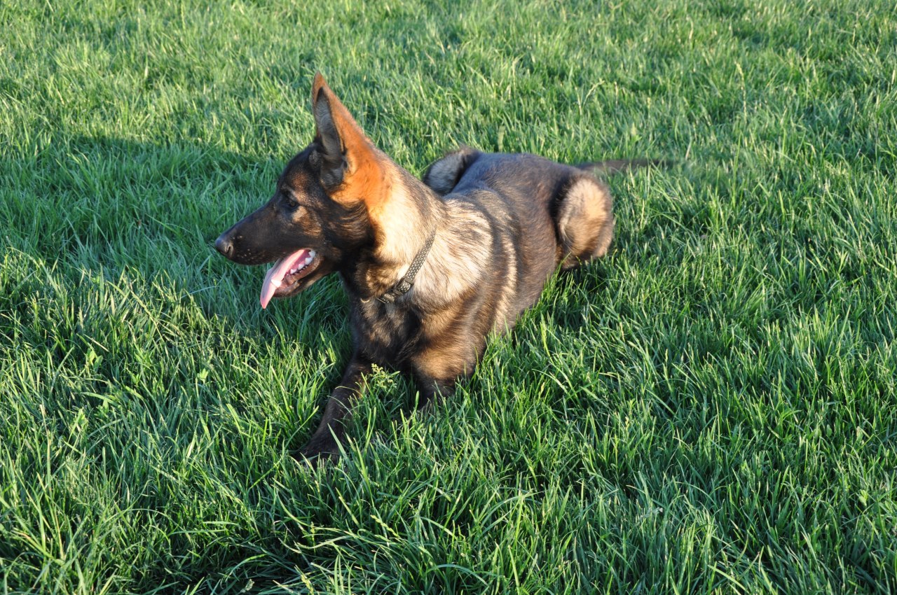 DAVRANIŞ EĞİTİMİ / PUPPY TRAINING