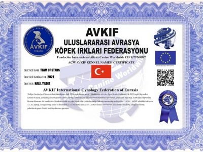 Starkopekegitim_Avkif